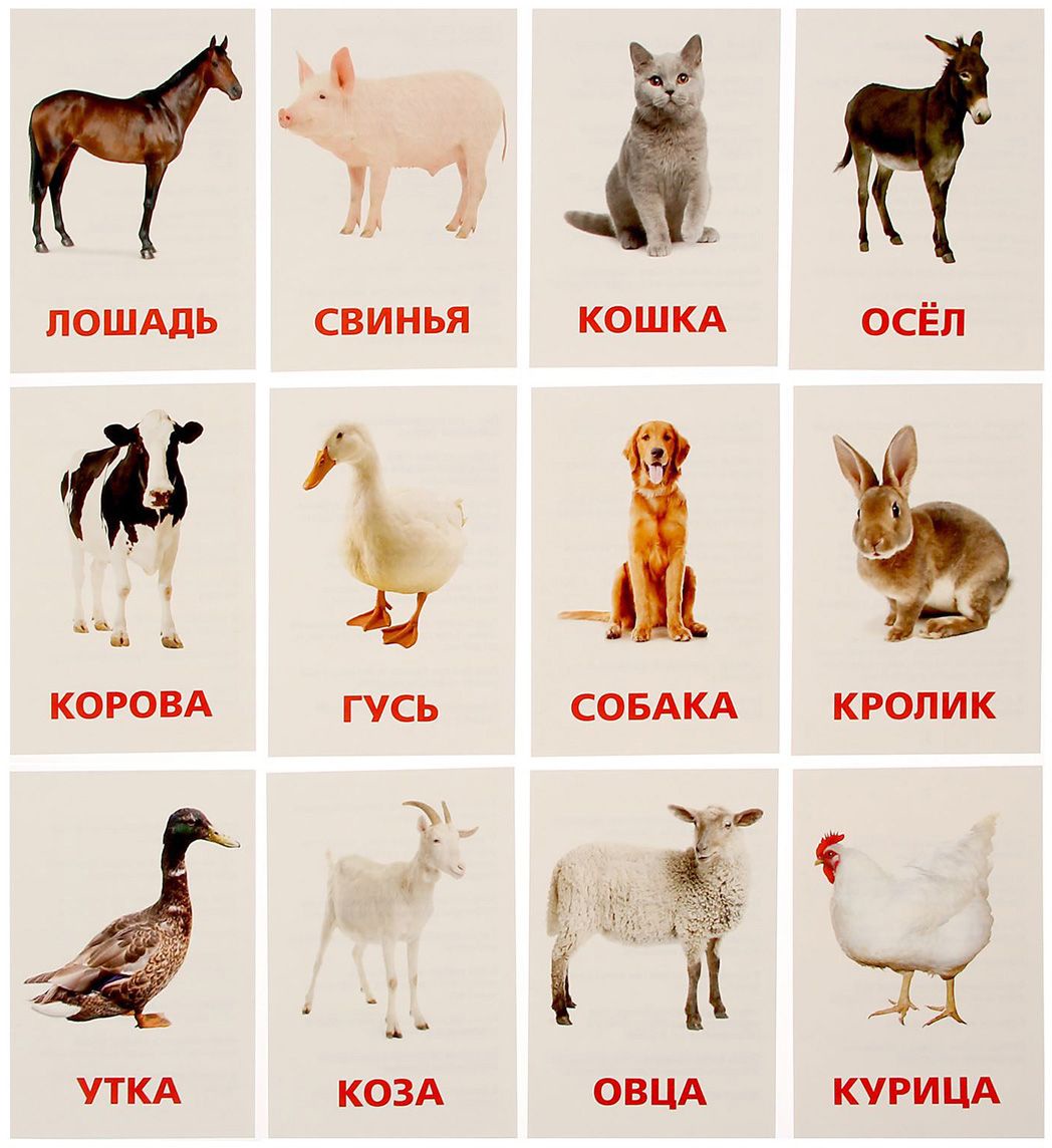 Карточки Домана домашние животные