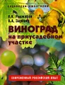 Виноград на приусадебном участке