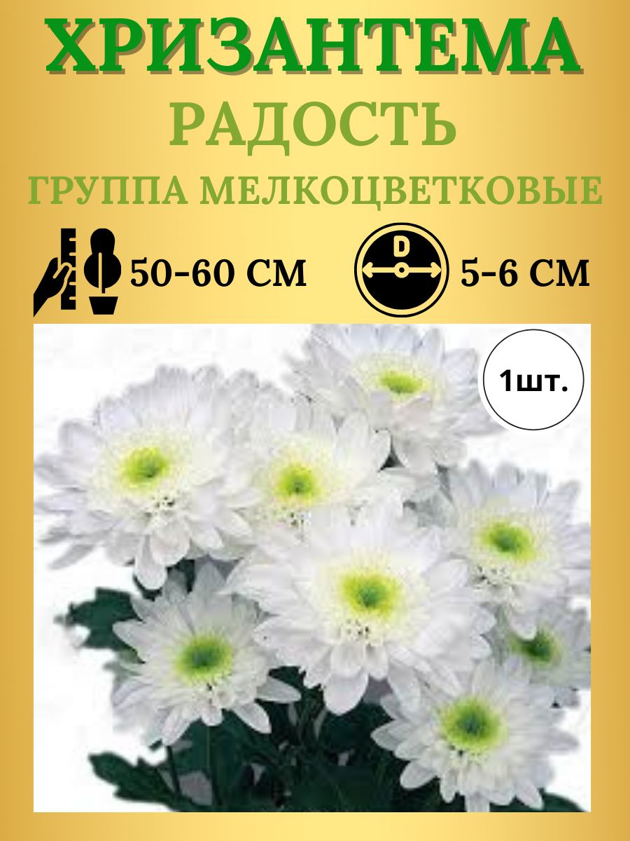 Хризантемы белые с зеленой серединкой