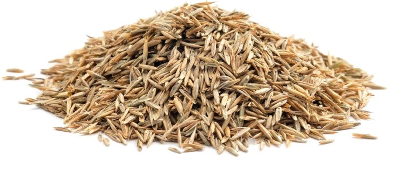 Alkali Sacaton Grass Seed