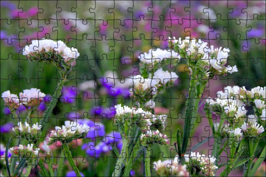 Цветы Сухоцветы Фото Названия Описание — Фото Картинки