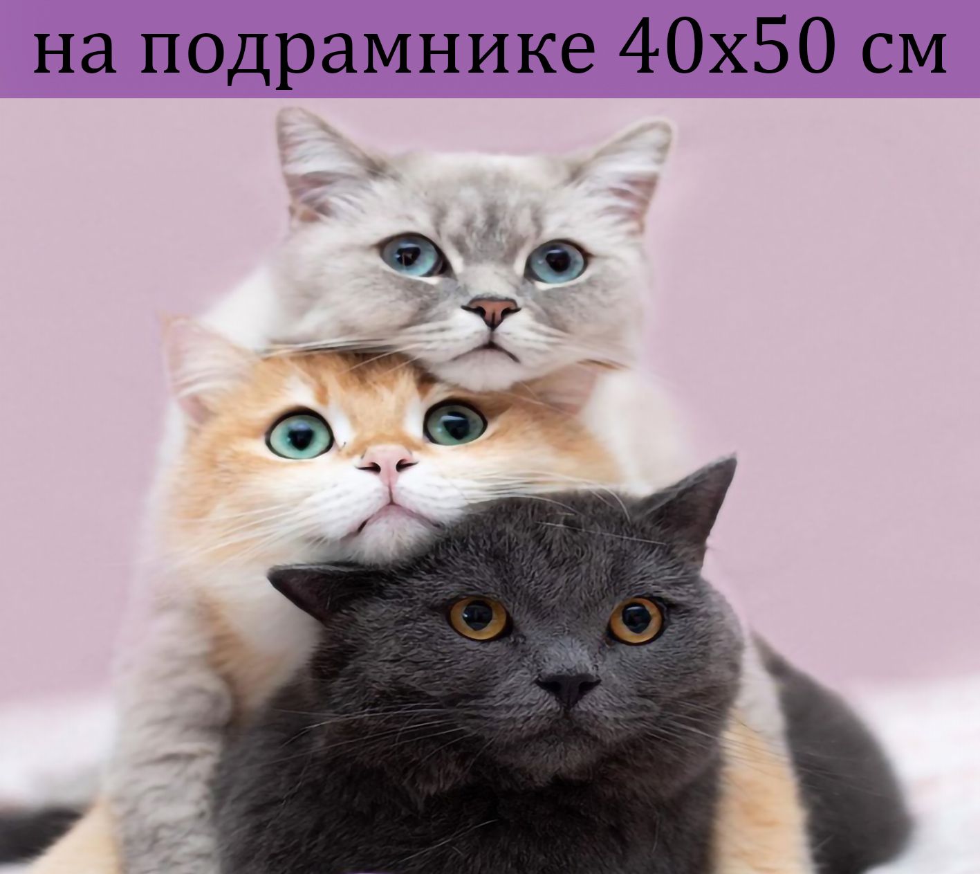 Парные аватарки с кошками
