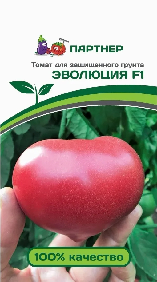 Томат Эволюция F1 Отзывы Фото