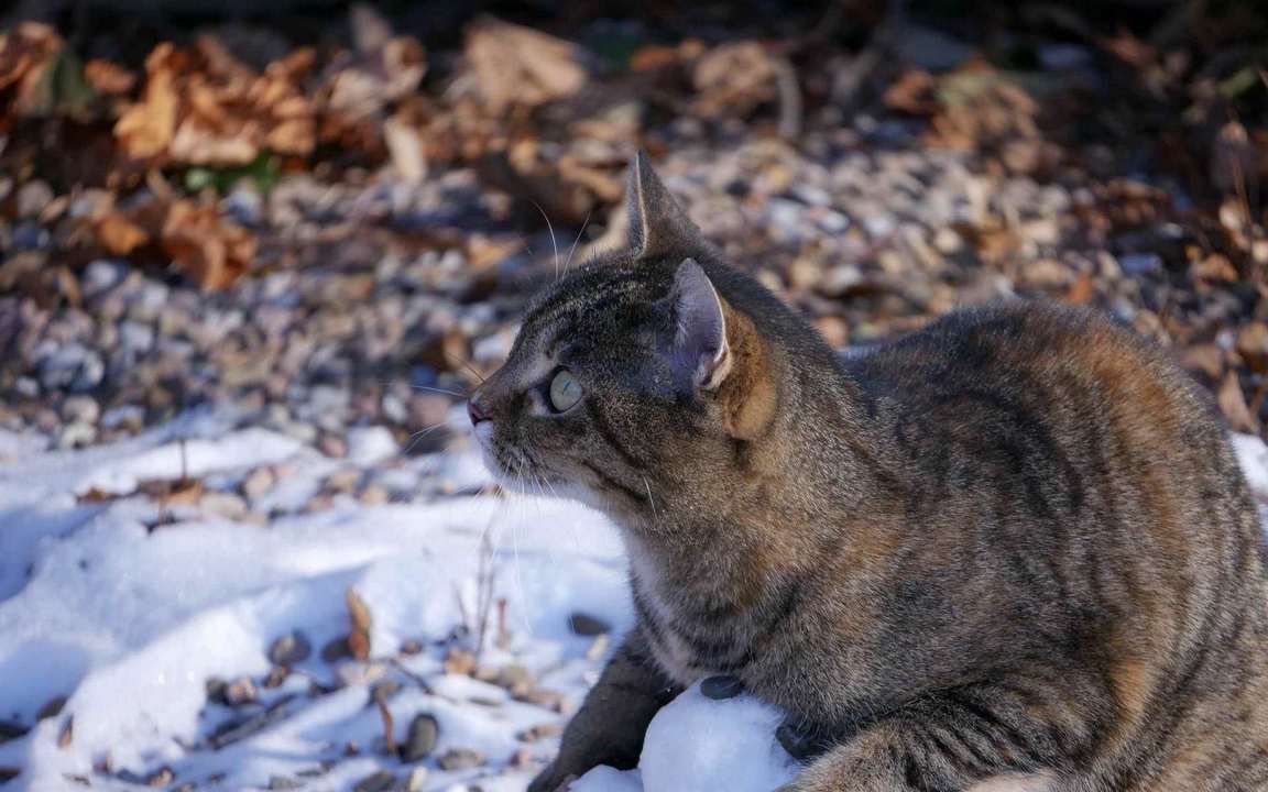 Кот в снегу