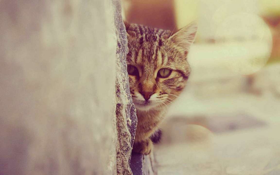 Кот выглядывает