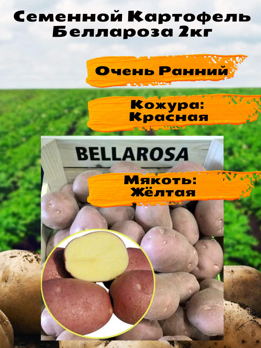 Беллароза Картофель Характеристика Отзывы Фото