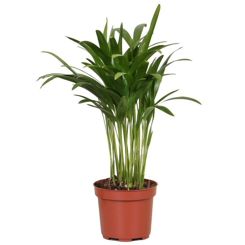 Арека Фото Комнатный Цветок – Telegraph