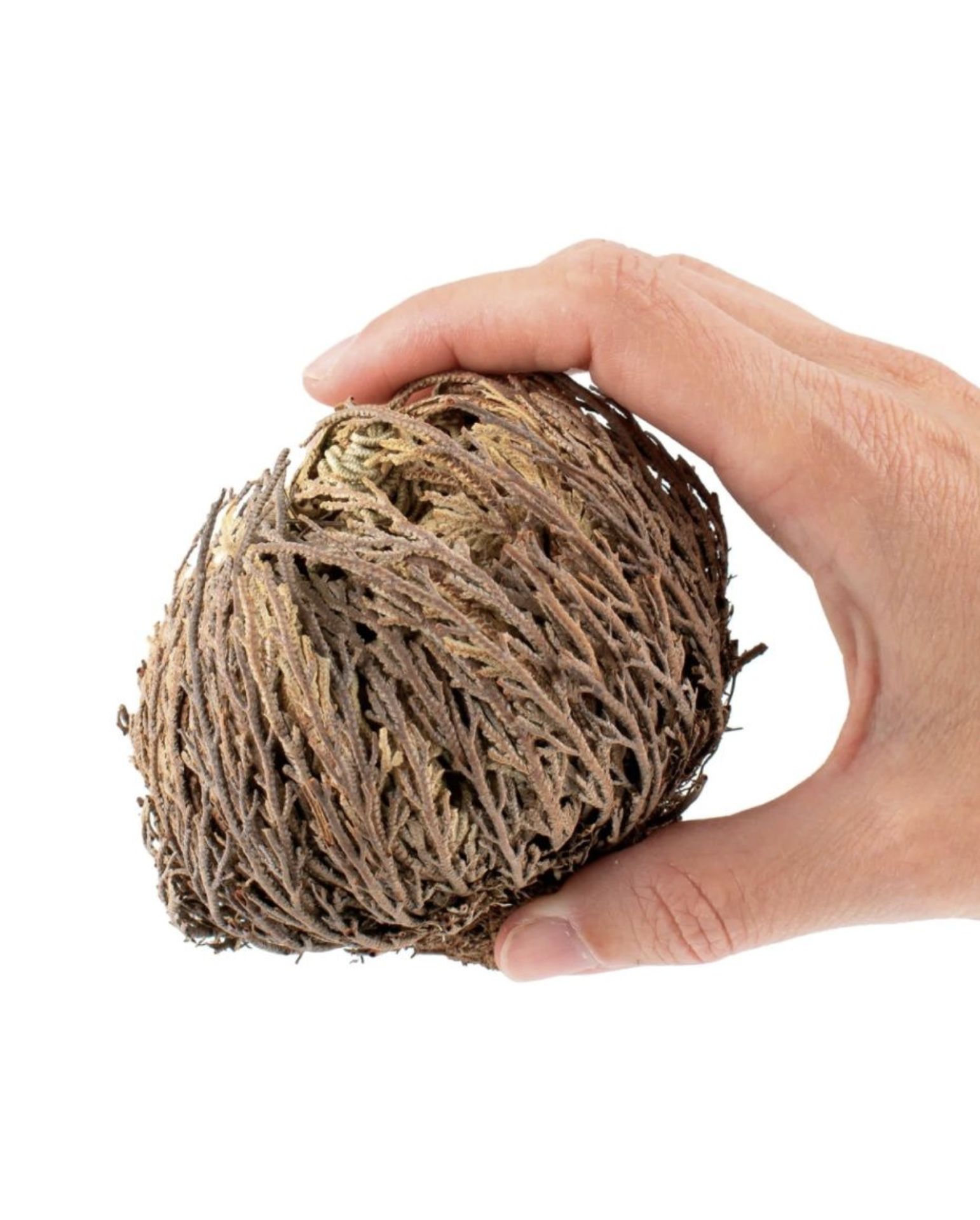 Иерихонская Роза Купить В Интернет Магазине — Zazakupkami.ru