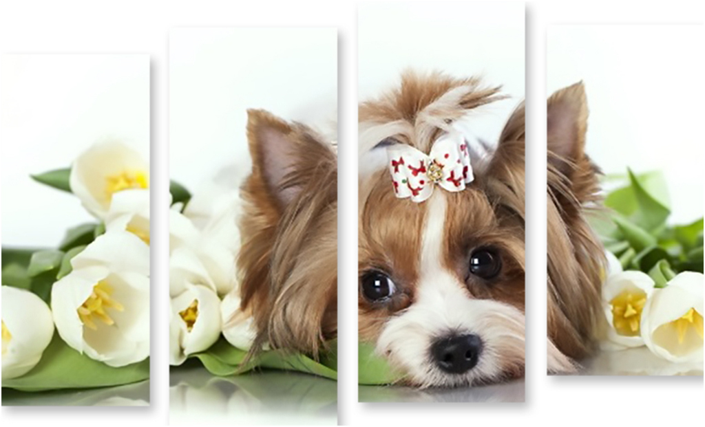 Картинки Собак В Магазине