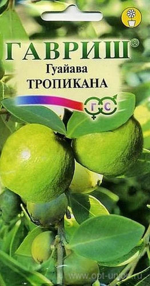 Семена Комнатных Растений Интернет Магазин