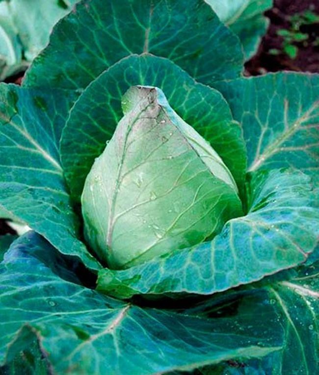 Конусная капуста Cone cabbage Plant leaves, Plants, Garden