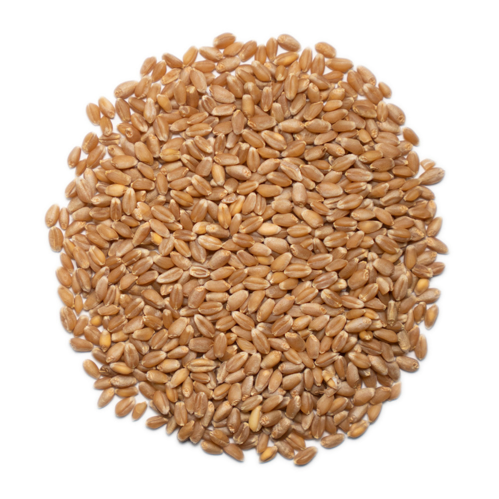 Где Купить Пшеницу Для Проращивания В Спб