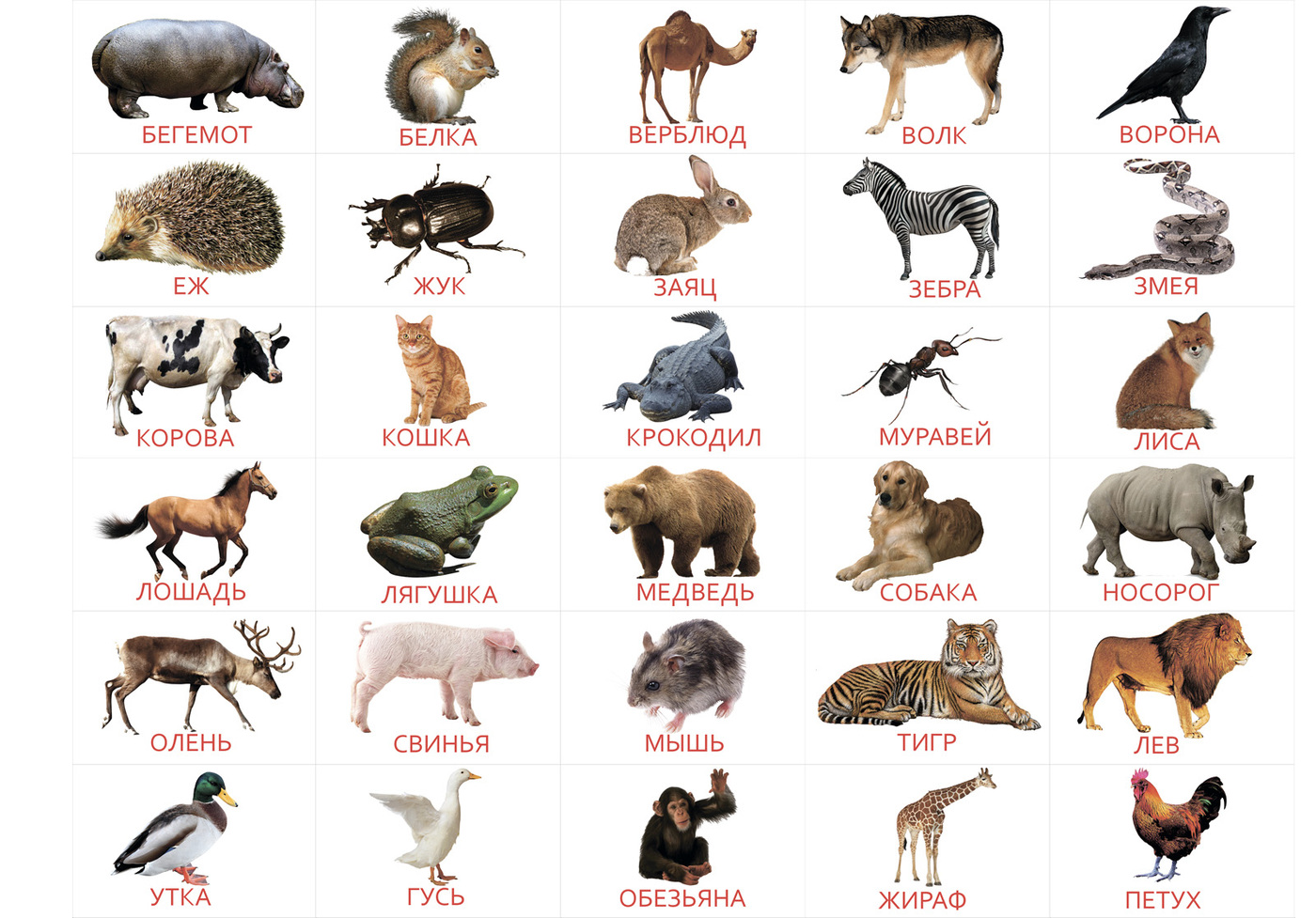 Карточки с домашними и дикими животными
