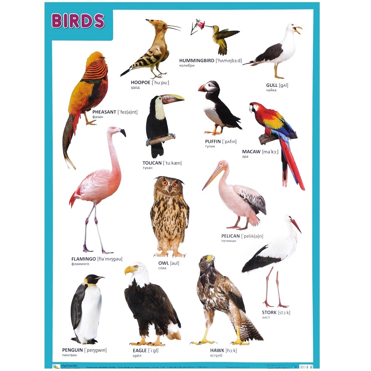 Птицы По Алфавиту С Фото – Telegraph