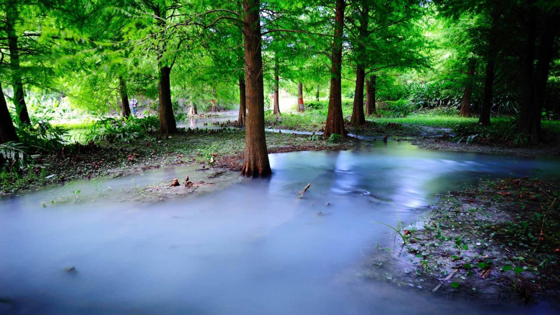 Магазин Лес Вода