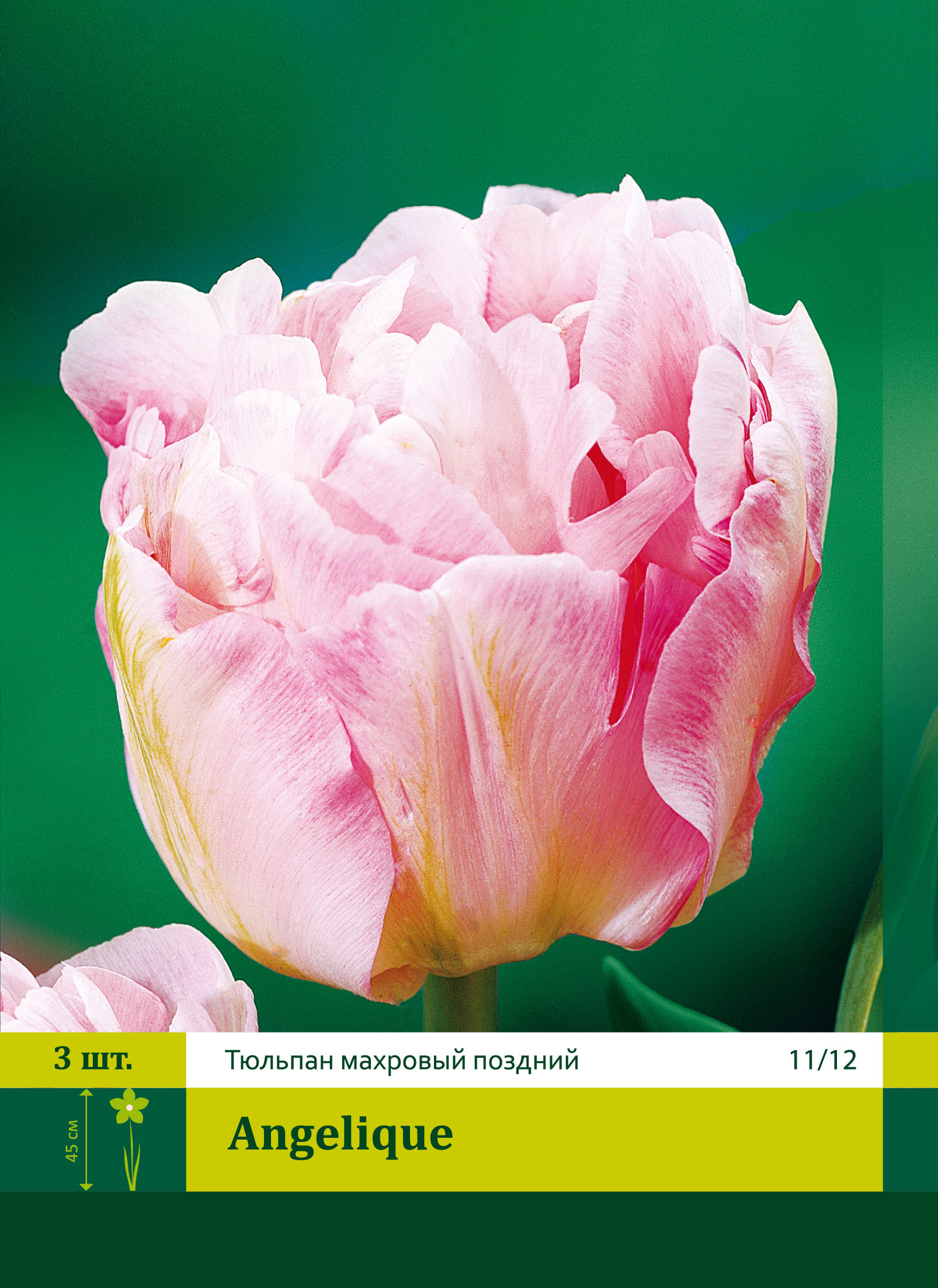 Тюльпан Анжелика Tulipa Angelique
