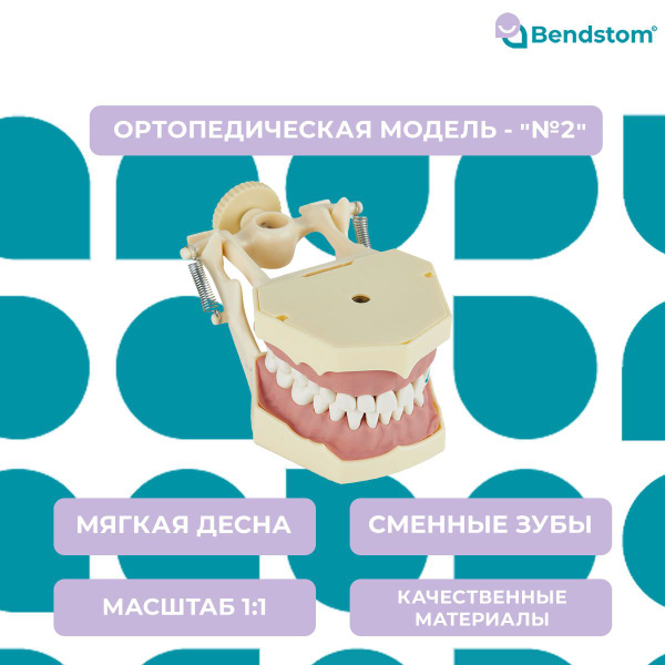 Ортопедическая модель 2 с мягкой десной фантомной верхней и нижней