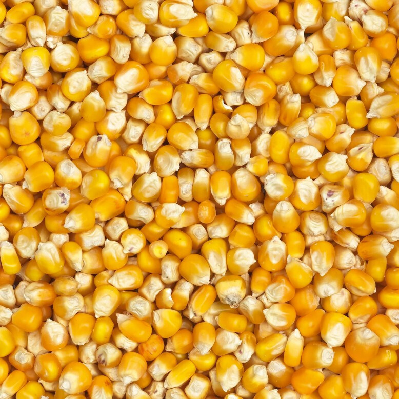 Где Можно Купить Семена Кукурузы