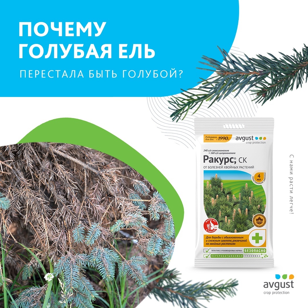 Аптека Голубые Ели