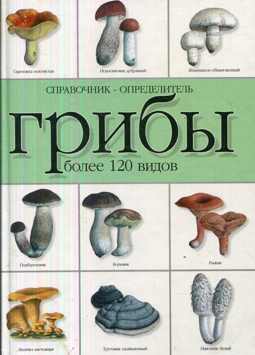 Купить Большой Справочник Грибов В Интернет Магазине