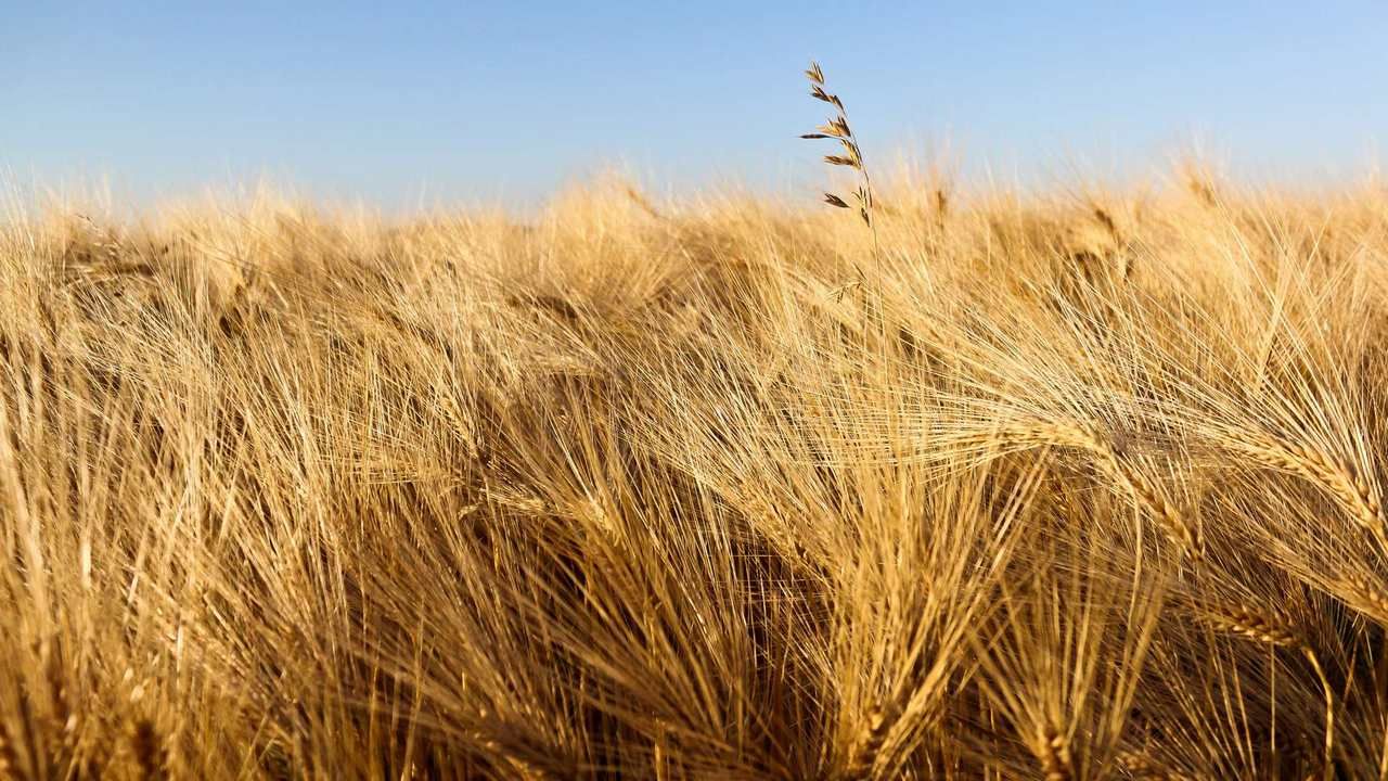 Поле с колосьями