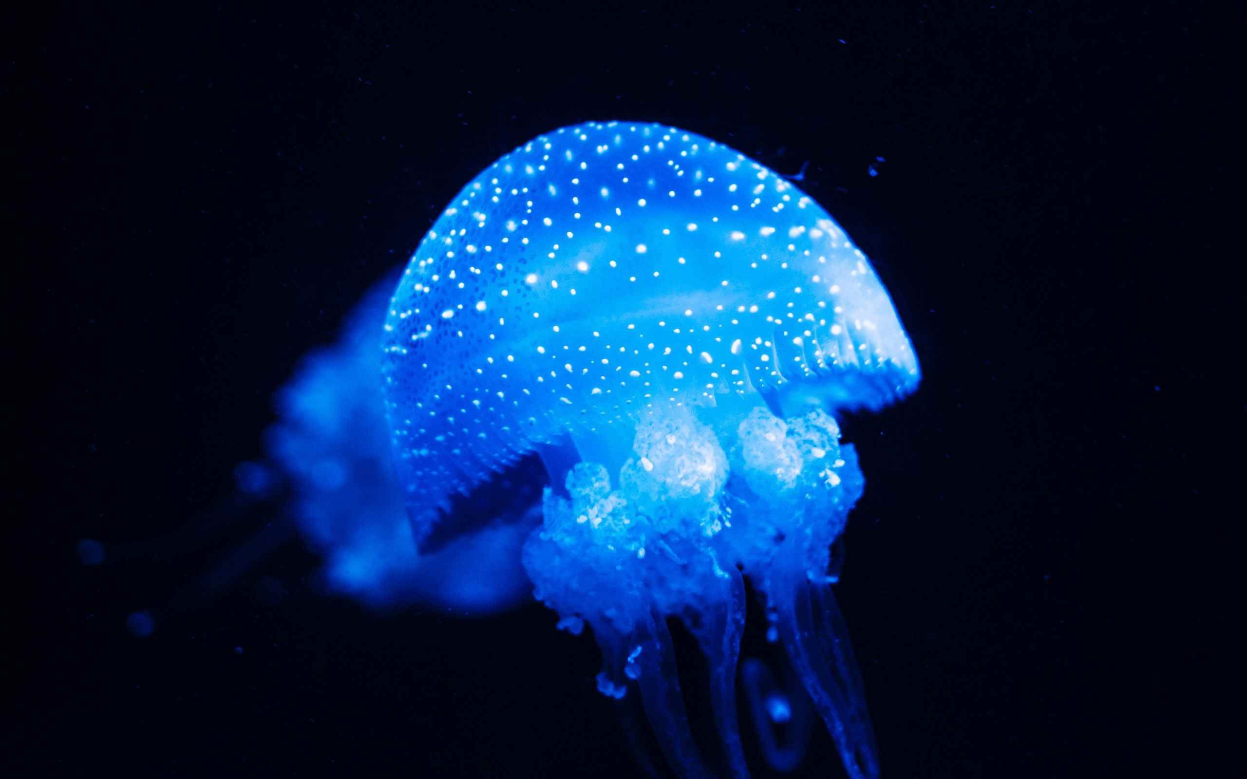 Медуза - На заднем сиденииr - 47 фото
