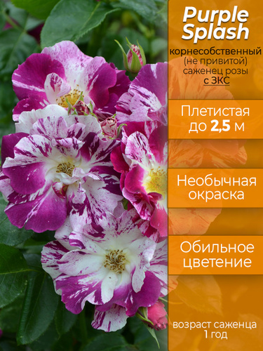 Роза Севера Интернет Магазин