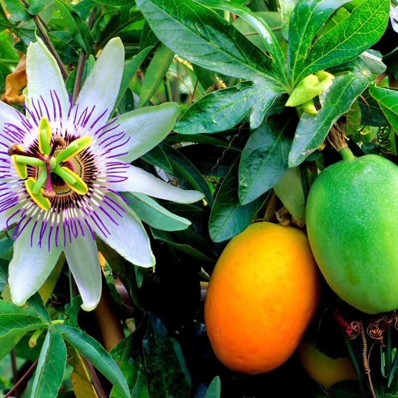 Плод Маракуйя Фото — Mixyfotos.ru