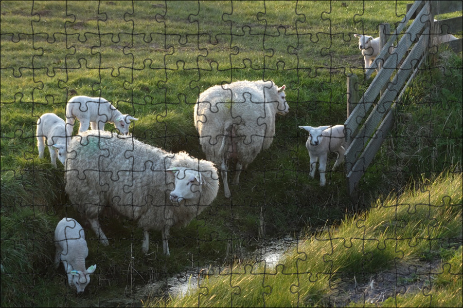 Текстиль овцы фото