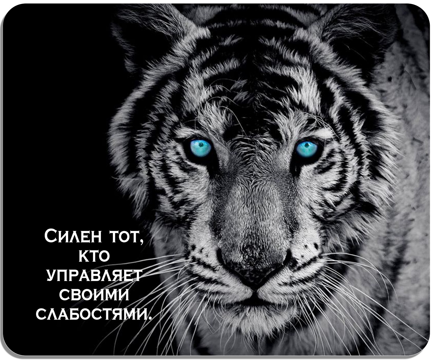 Белый тигр на обои