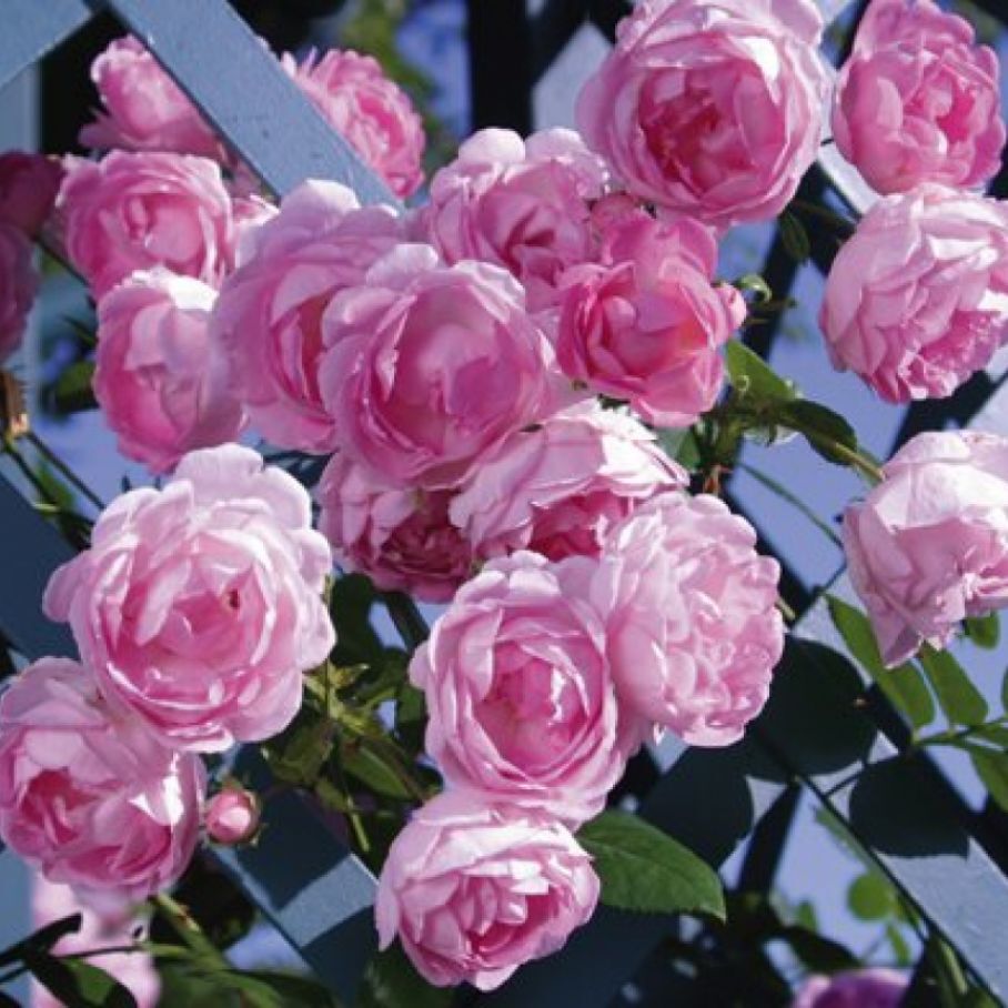 Плетистая Роза Жасмина Фото И Описание Отзывы — Фото Картинки