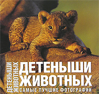 Детеныши животных. Самые лучшие фотографии. Анжела Сирена Ильдос