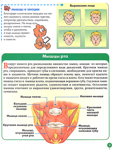 Мышца смеха