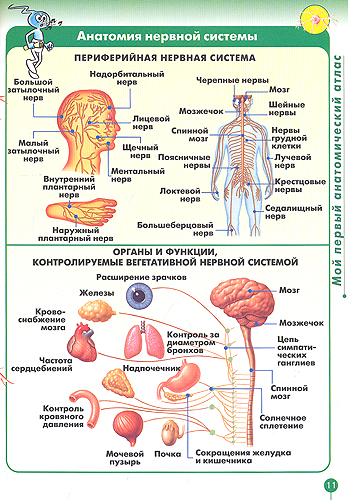 Органы человека конспект. Органы нервной системы человека. Системы человека анатомия. Структура нервной системы человека. Нервная система человека конспект.