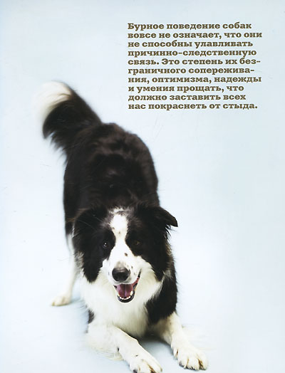 Почему собаки лучше кошек. Бредли Тревор Грив