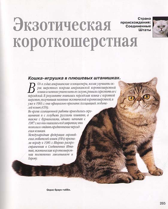 Энциклопедия кошек картинки