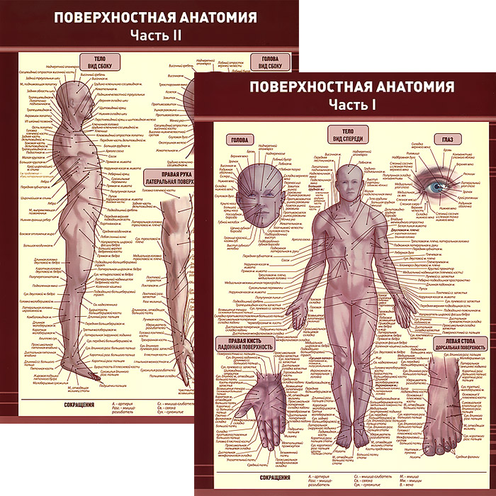 Анатомия Человека Г Л Битич Купить