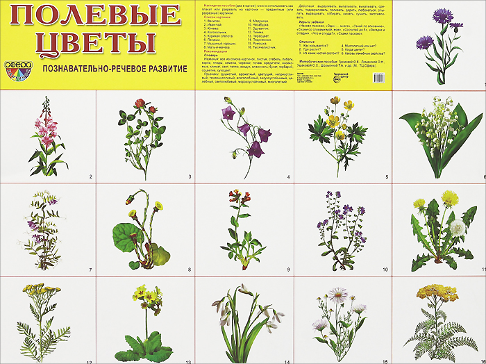 Список полевых (луговых) цветов с фото, названиями и описанием