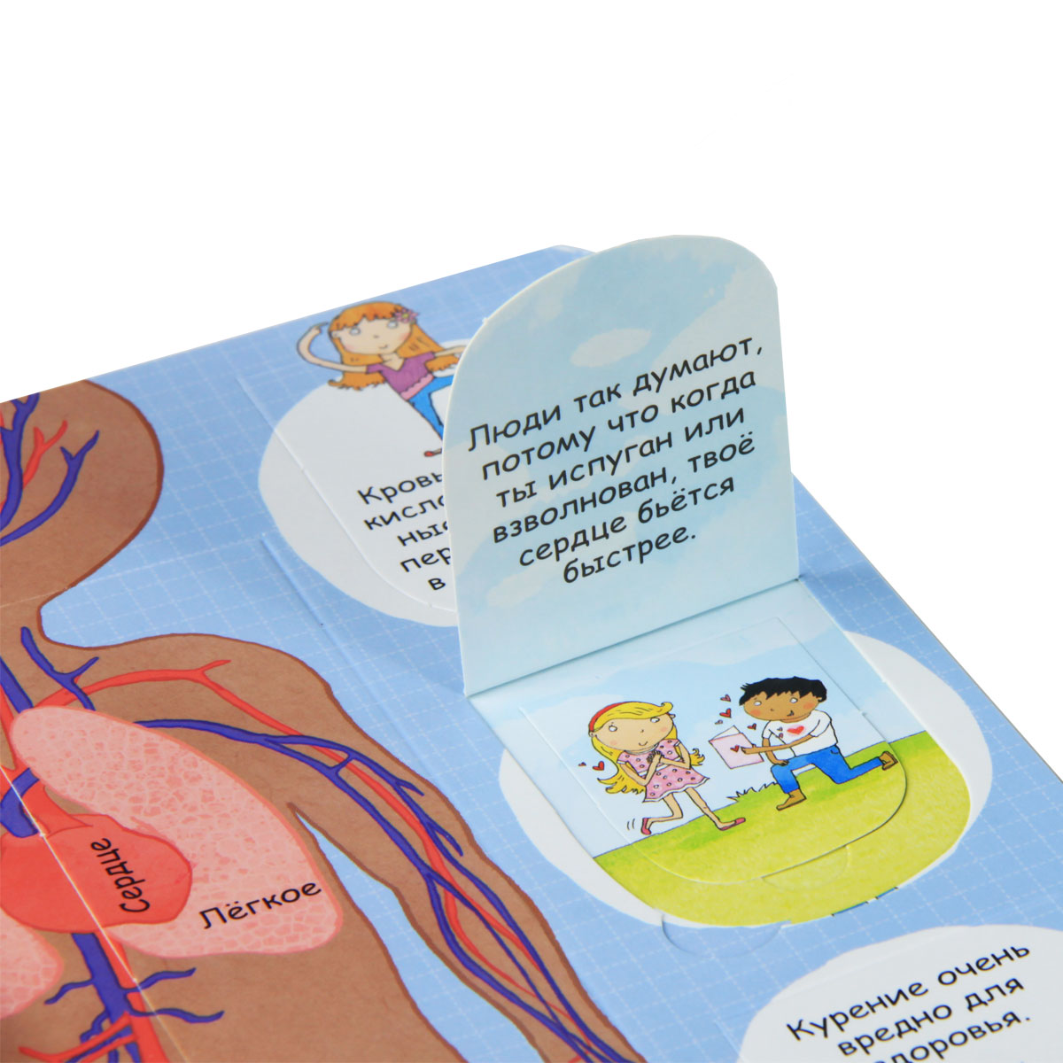 Тело человека для детей с окошками. Волшебные створки секреты человека. Волшебные створки секреты человека. Секреты человека. Книга секреты человека.