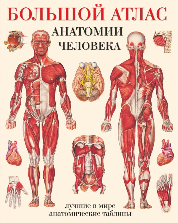 фото Большой атлас анатомии человека. Системы и органы