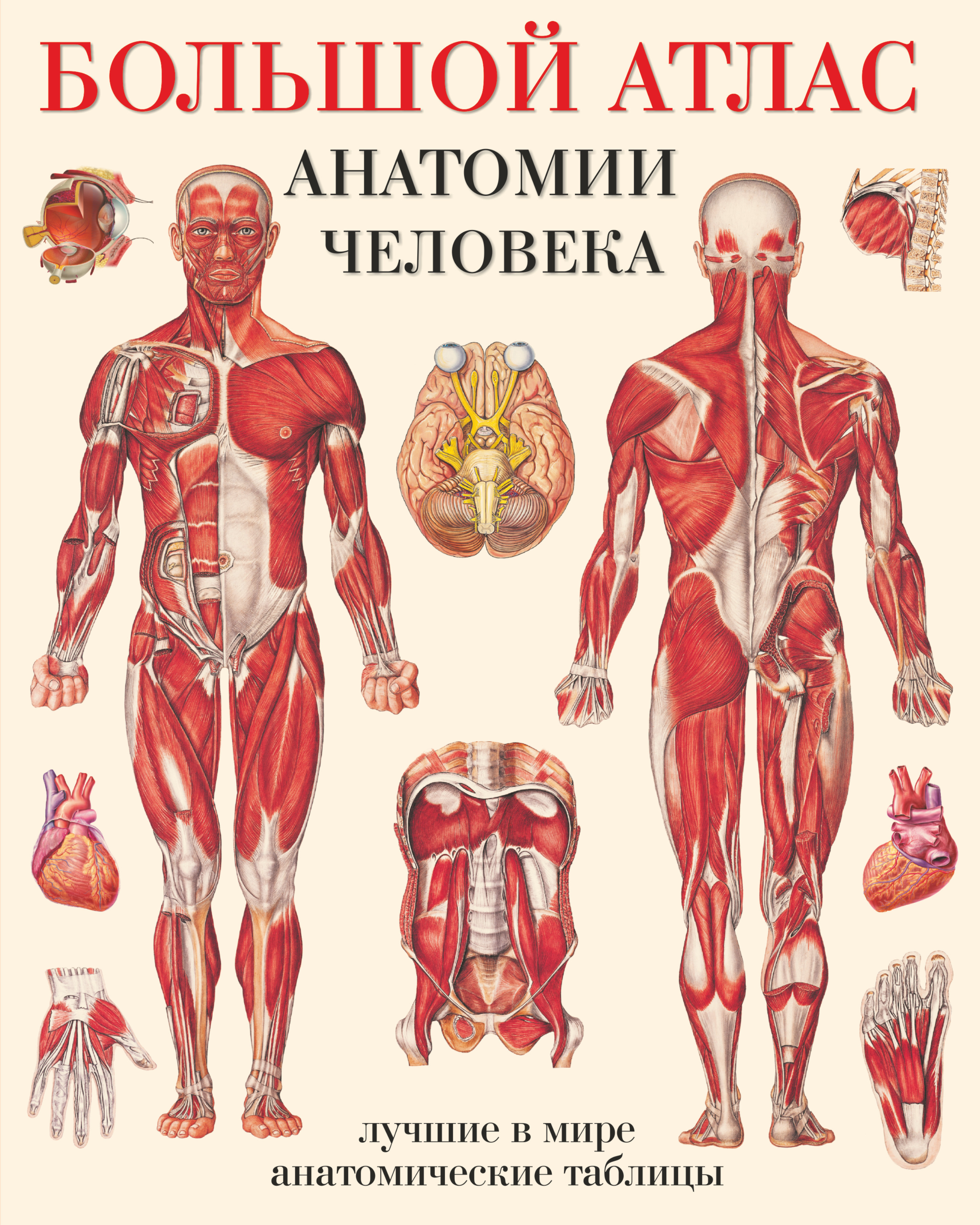 фото Большой атлас анатомии человека. Системы и органы