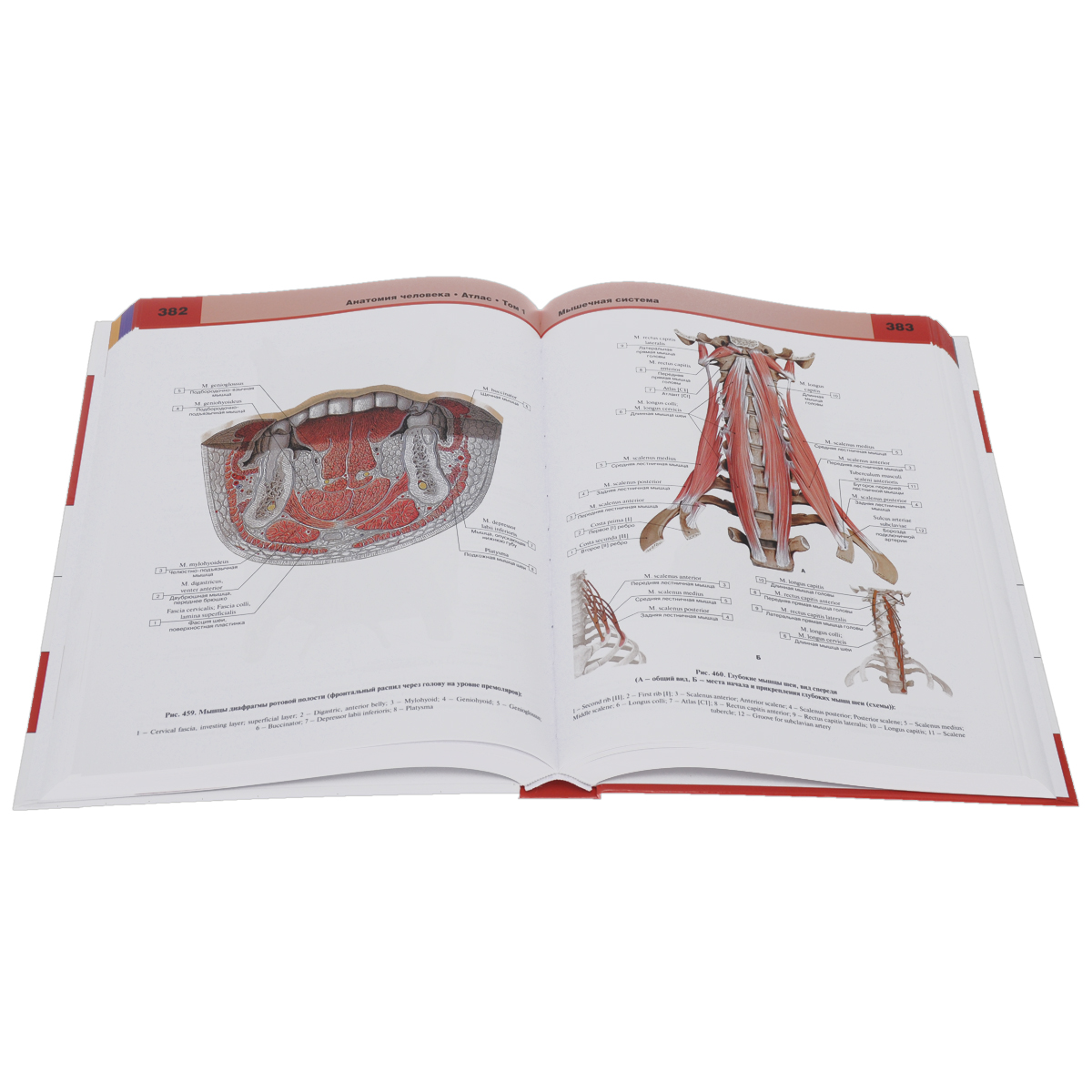 фото Анатомия человека. Атлас. В 3 томах. Том 1. Опорно-двигательный аппарат