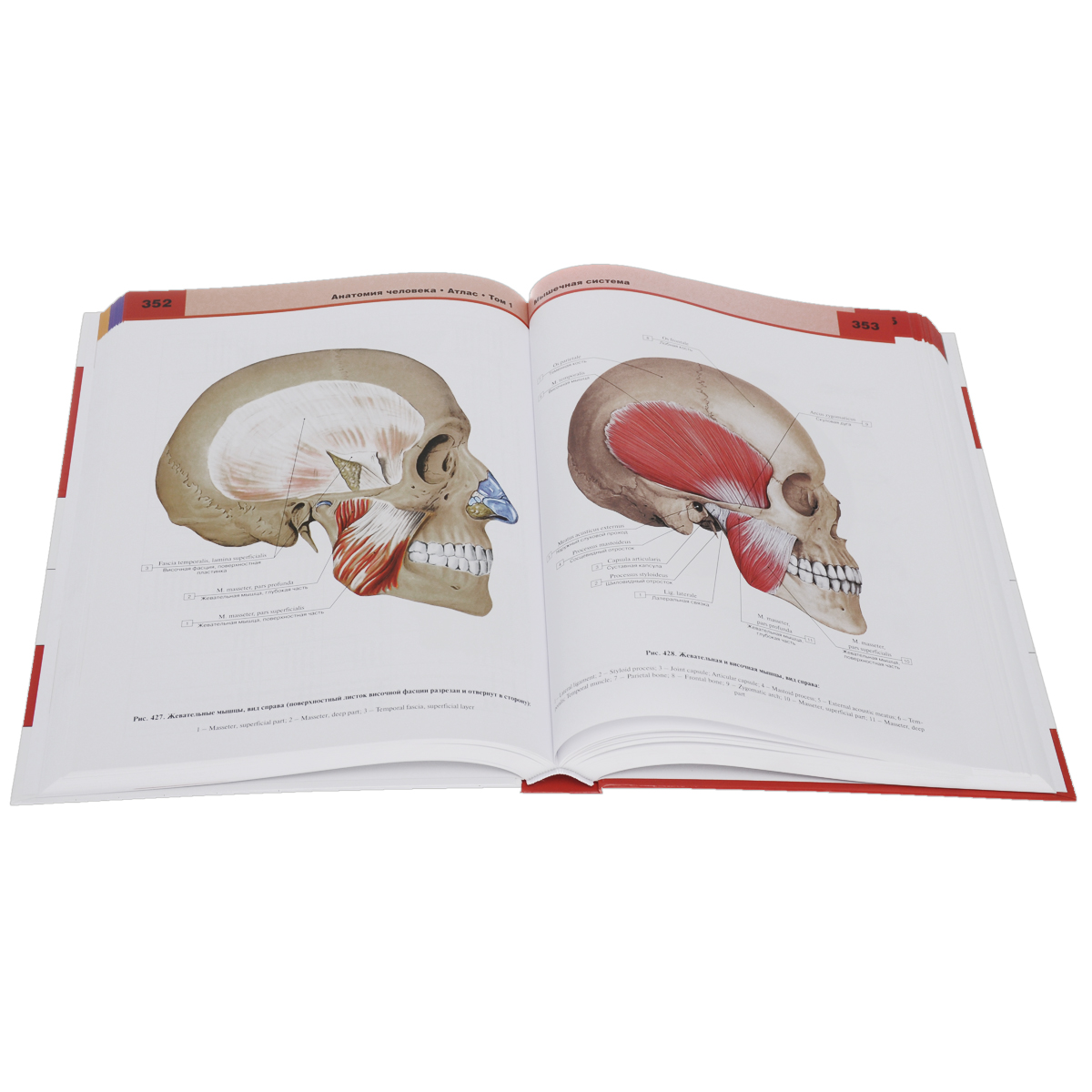 фото Анатомия человека. Атлас. В 3 томах. Том 1. Опорно-двигательный аппарат