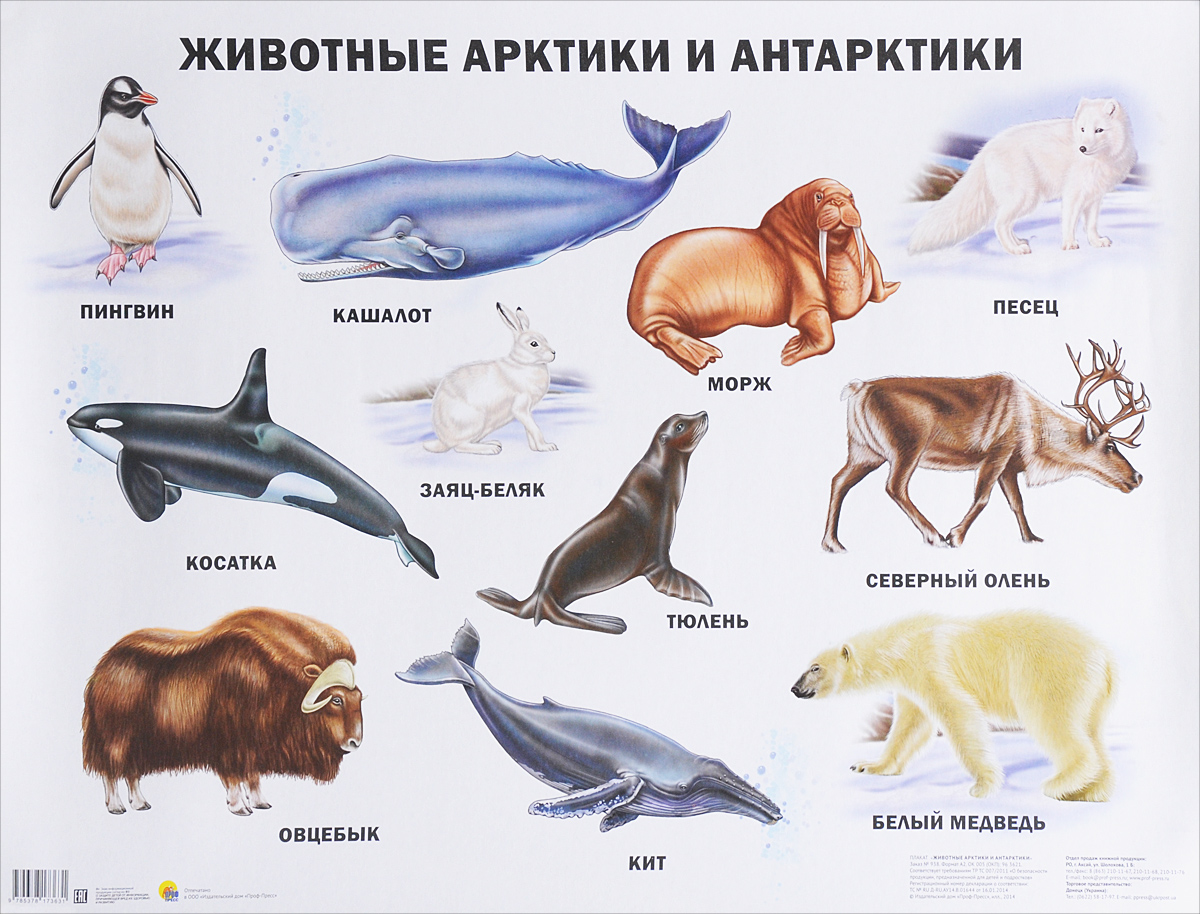 фото Животные Арктики и Антарктики. Плакат