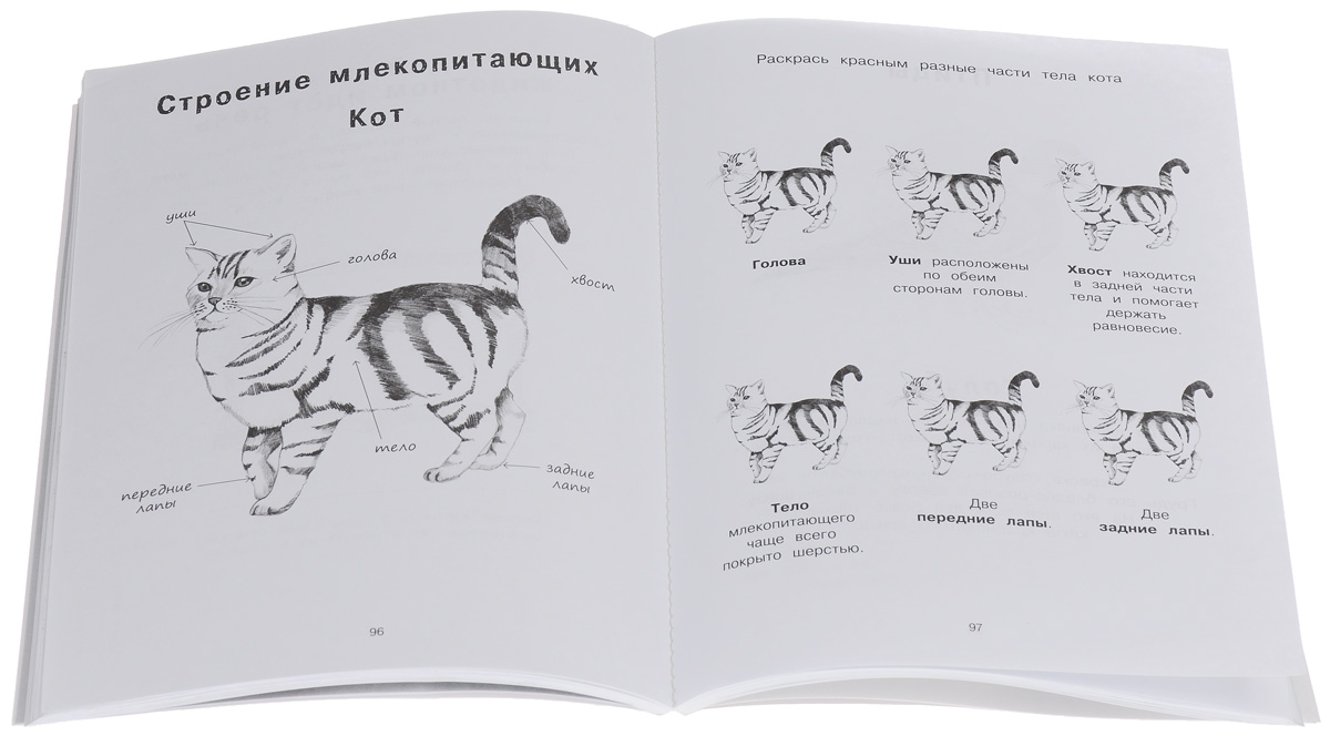 Я учусь с Montessori. Книга для ознакомления с окружающим миром (+ наклейки). Эва Эррманн