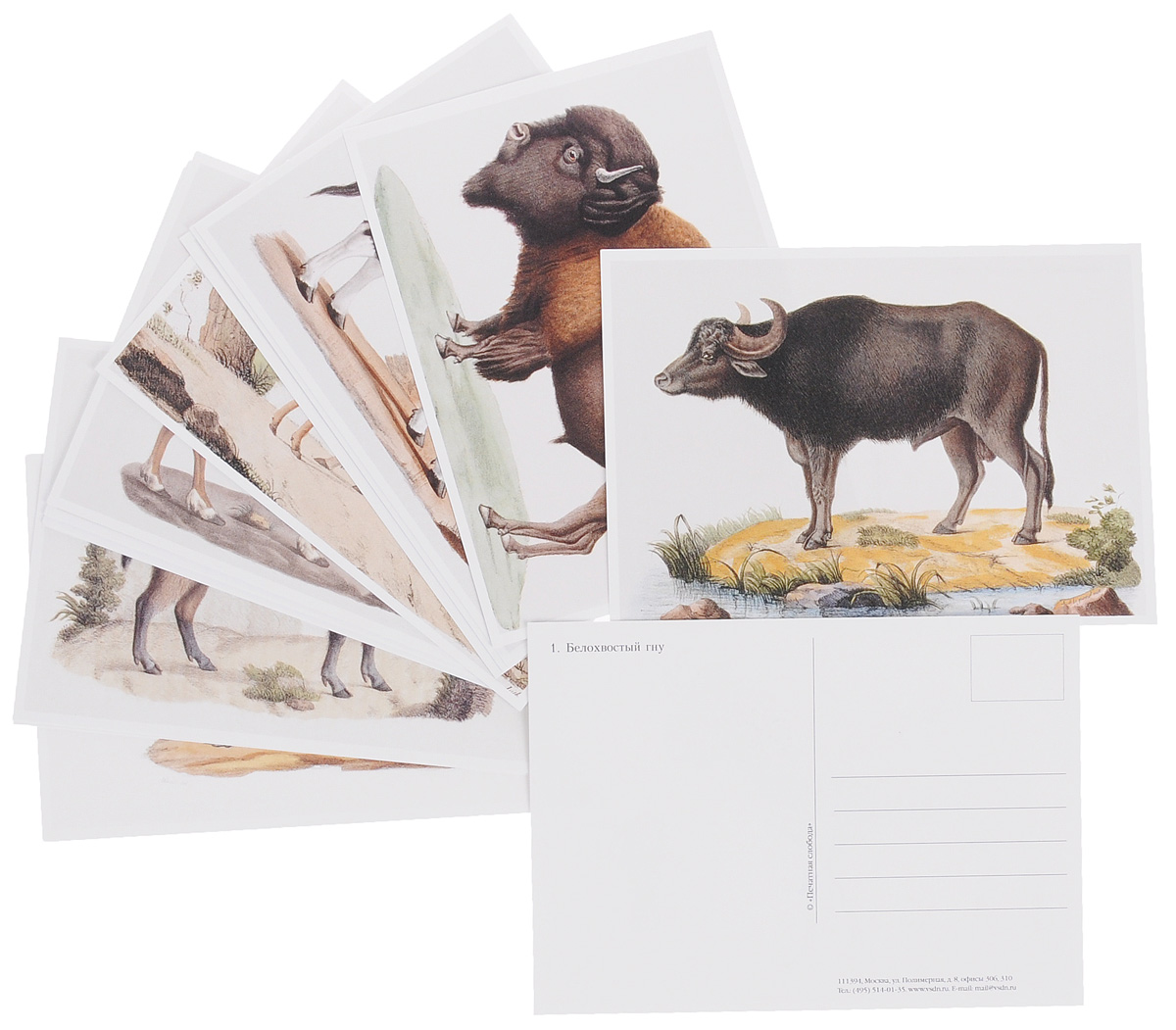 фото Животные (набор из 15 открыток)