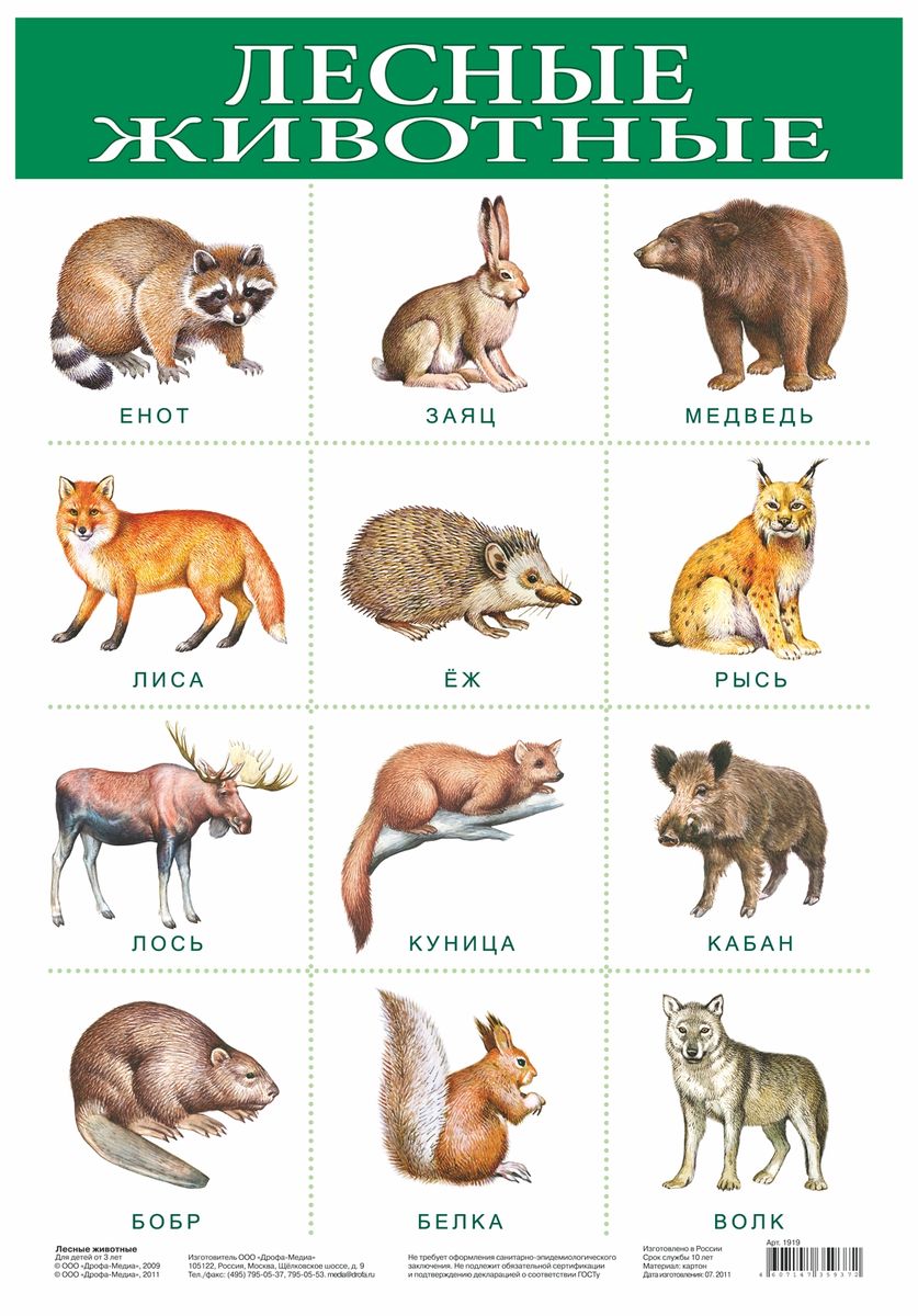 Дрофа-Медиа Обучающий плакат Лесные животные