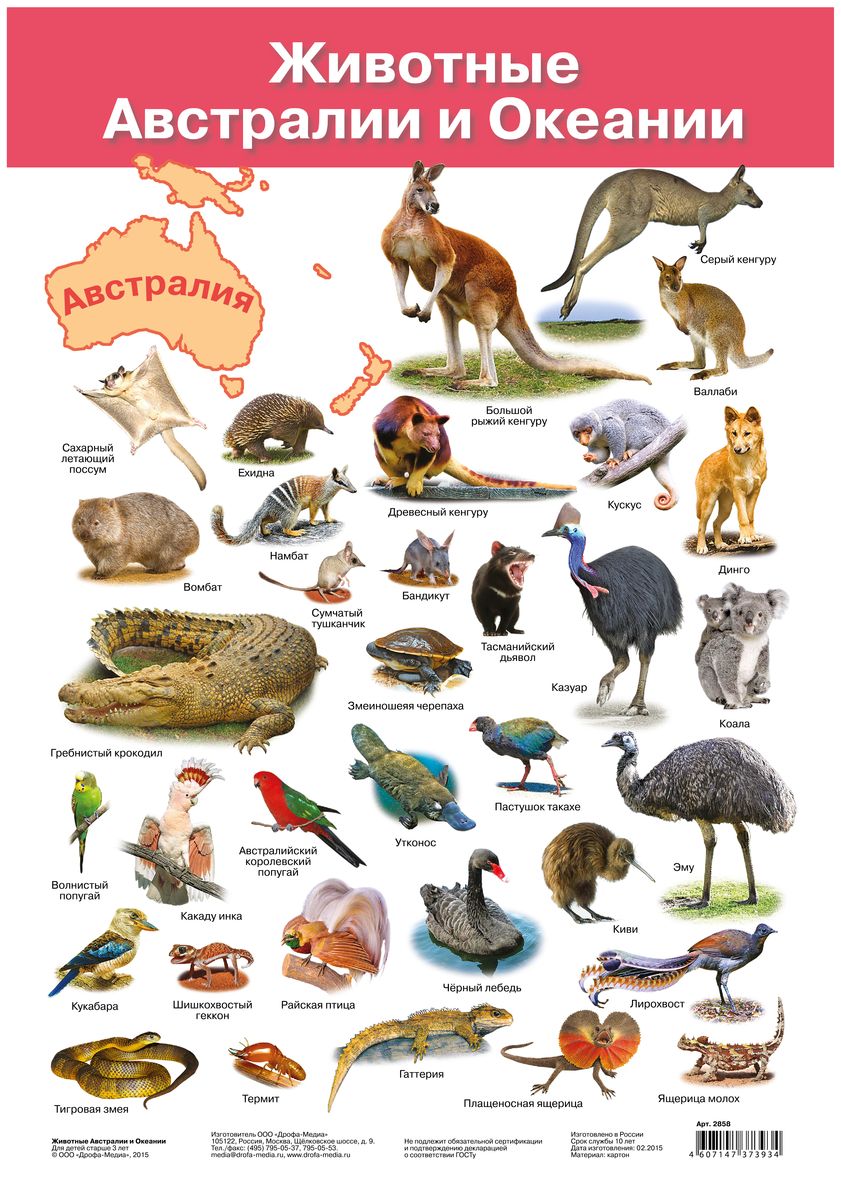 животный мир австралии описание