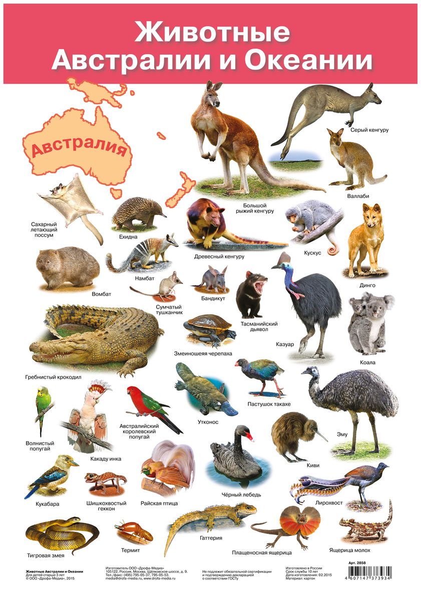 Животные список страна. Электронный плакат Дрофа-Медиа животные Австралии. Животные Австралии. Животные обитающие в Австралии. Животные Австралии для детей.