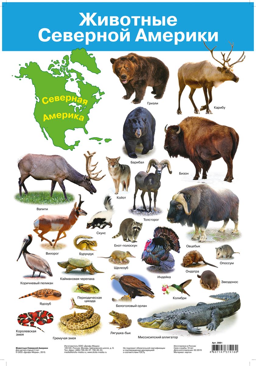Растительный и животный мир Северной Америки